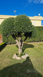 Giardiniere Manutentore