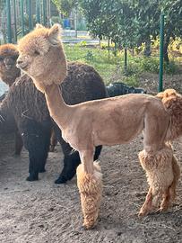 Alpaca per agriturismi