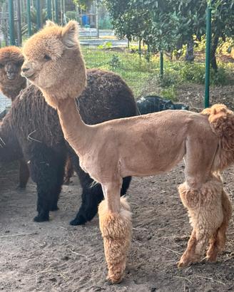 Alpaca per agriturismi