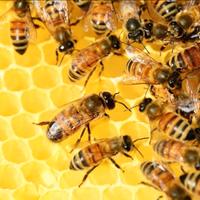 Recupero sciami di api