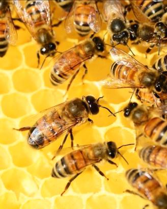 Recupero sciami di api