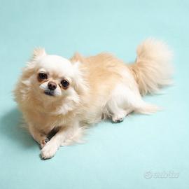 Maschio chihuahua pedegree