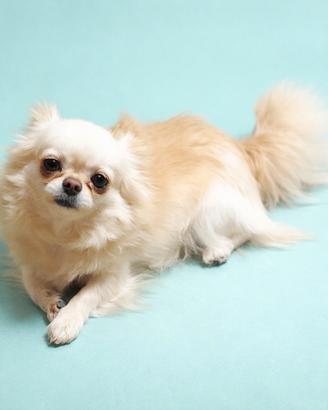 Maschio chihuahua pedegree