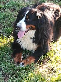 Bovaro del Bernese