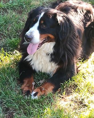 Bovaro del Bernese