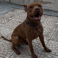 Pitbull per monta