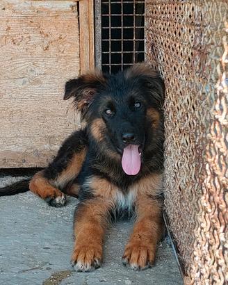 cucciolo di pastore tedesco con pedigree 