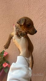 Pinscher