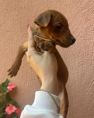 Pinscher