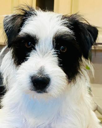 Cucciolata di Jack Russell in arrivo a Luglio 2026