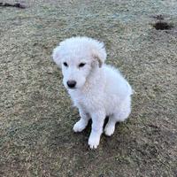 Cucciolo di pastore maremmano