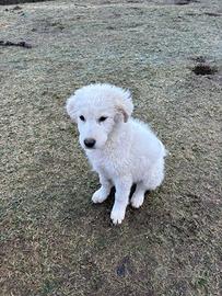 Cucciolo di pastore maremmano