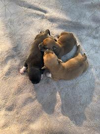 Staffordshire bull terrier
