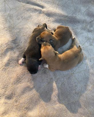 Staffordshire bull terrier