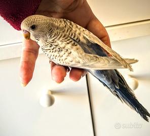 Pappagalli cocorite stupendi