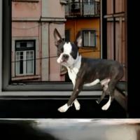Boston terrier tigrato