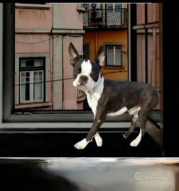 Boston terrier tigrato