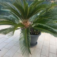 Cycas