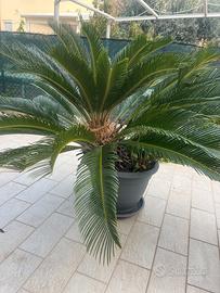 Cycas