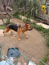 Raga lo pastore tedesco