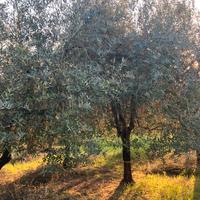 Piante ulivo