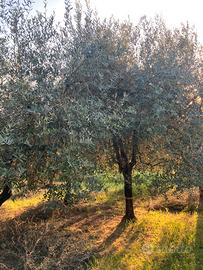 Piante ulivo