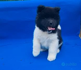 Akita americano