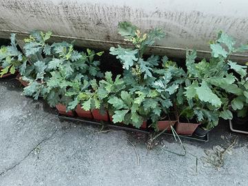 piantine di quercia in vaso