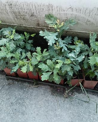 piantine di quercia in vaso