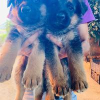 Cuccioli di pastore tedesco