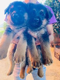 Cuccioli di pastore tedesco