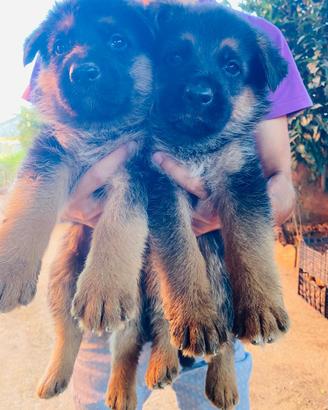 Cuccioli di pastore tedesco