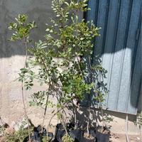 Piante di terebinto portinnesto del pistacchio
