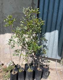 Piante di terebinto portinnesto del pistacchio