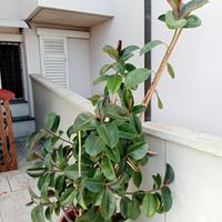 Pianta di Ficus 