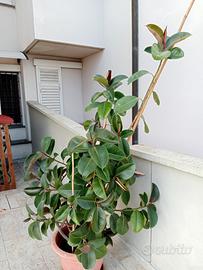 Pianta di Ficus 