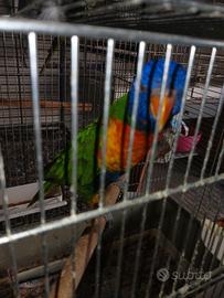 Lori arcobaleno