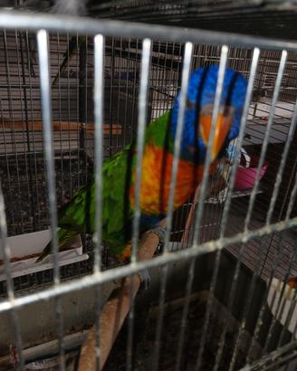Lori arcobaleno