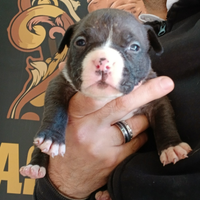 American bully