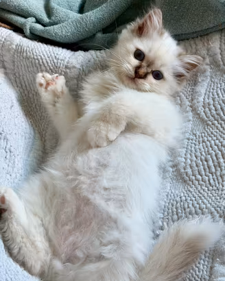 Adorabile cucciolo Sacro di Birmania