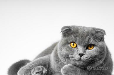 Gatto british shortair