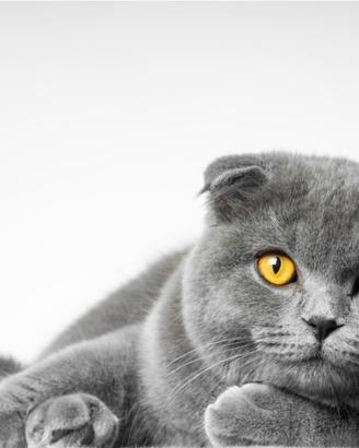 Gatto british shortair