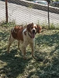 Cagnolini di breton espaniol