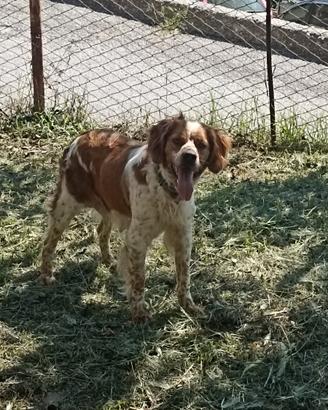 Cagnolini di breton espaniol
