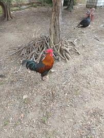 Galli Marans