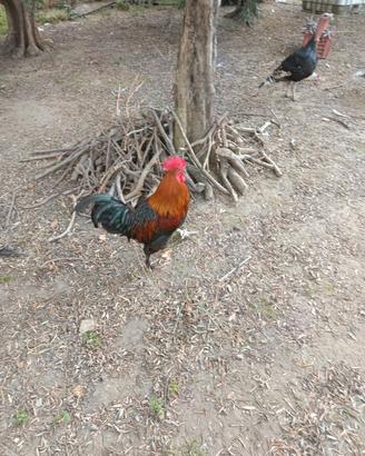 Galli Marans