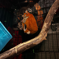 Petauro dello zucchero