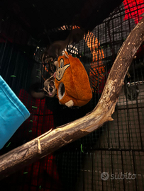 Petauro dello zucchero