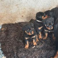 Cuccioli di Rottweiler(LEGGERE DESCRIZIONE)