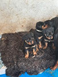 Cuccioli di Rottweiler(LEGGERE DESCRIZIONE)